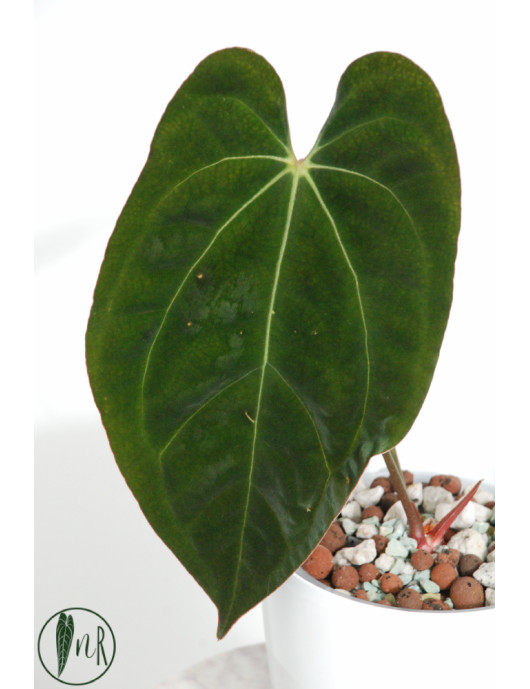 Anthurium papillilaminum x crystallinum IC