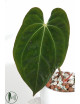 Anthurium papillilaminum x crystallinum IC