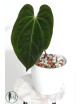 Anthurium papillilaminum x crystallinum IC