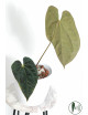 Anthurium papillilaminum x crystallinum IC