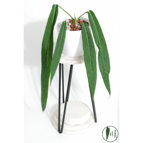 Anthurium pallidiflorum -