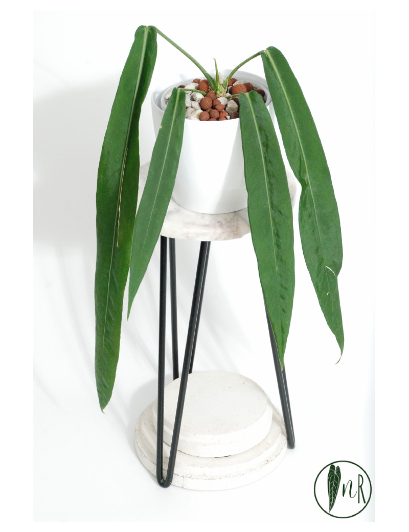 Anthurium pallidiflorum -
