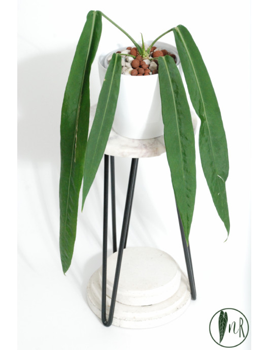 Anthurium pallidiflorum -
