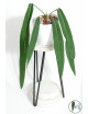 Anthurium pallidiflorum -