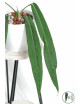 Anthurium pallidiflorum -