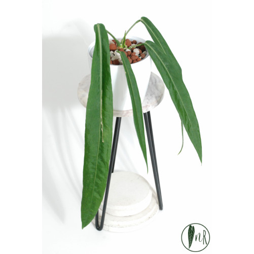 Anthurium pallidiflorum -