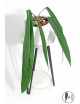 Anthurium pallidiflorum -