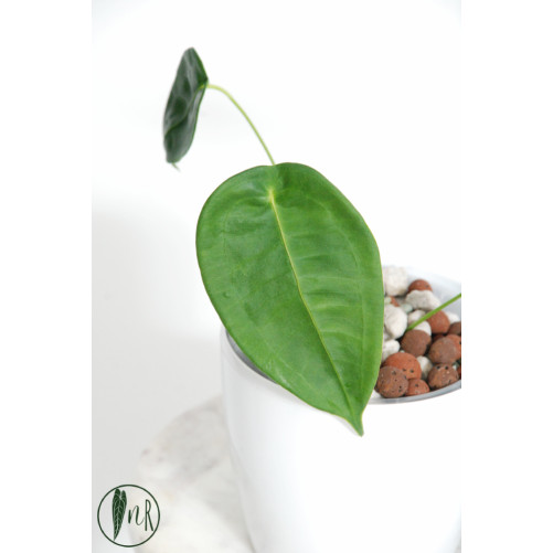 Anthurium peltigerum
