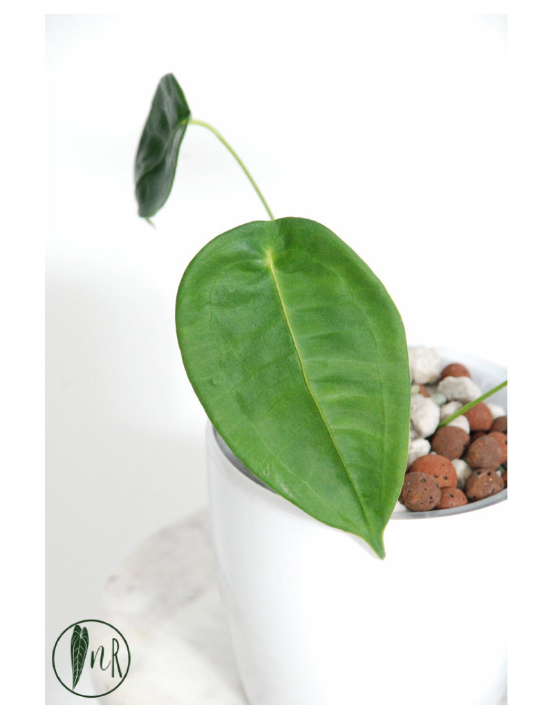 Anthurium peltigerum