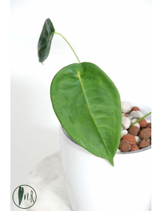 Anthurium peltigerum