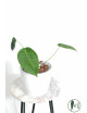 Anthurium peltigerum