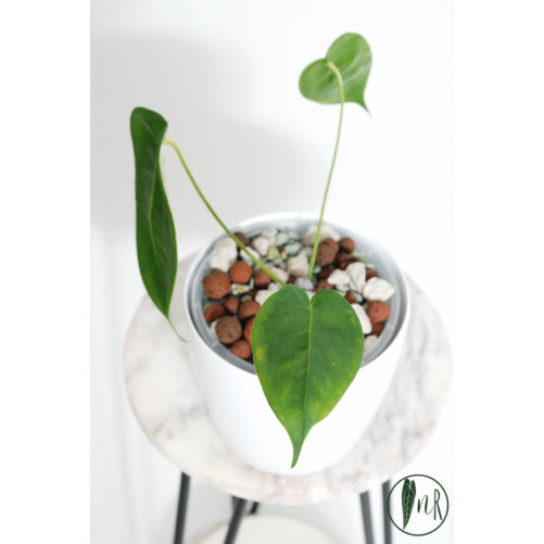Anthurium peltigerum