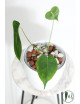 Anthurium peltigerum