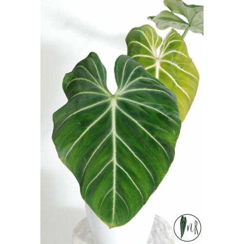 Philodendron gloriosum