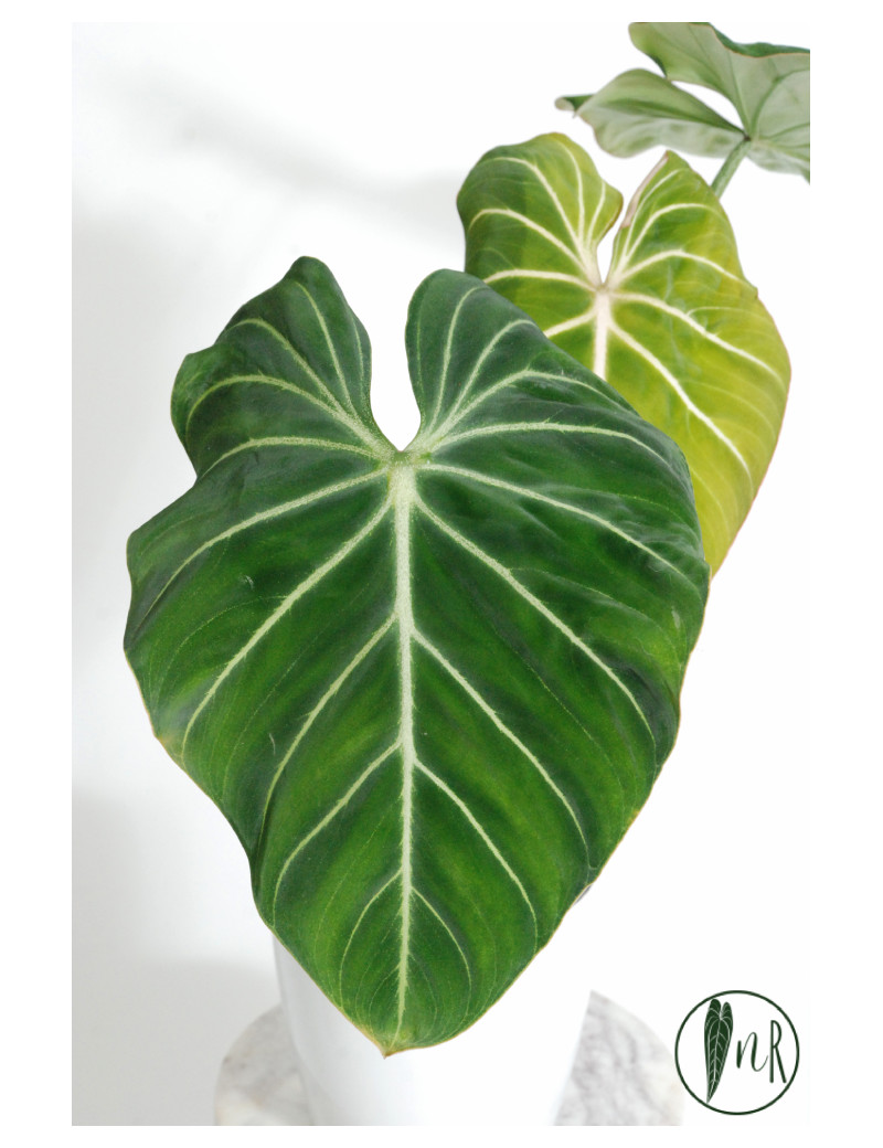 Philodendron gloriosum