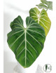 Philodendron gloriosum