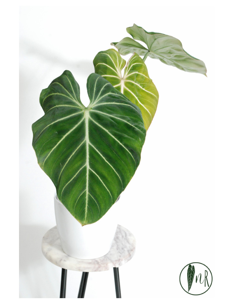 その他観葉植物 Philodendron gloriosum 'Radiante' cbef4120-1105-4690-a412-