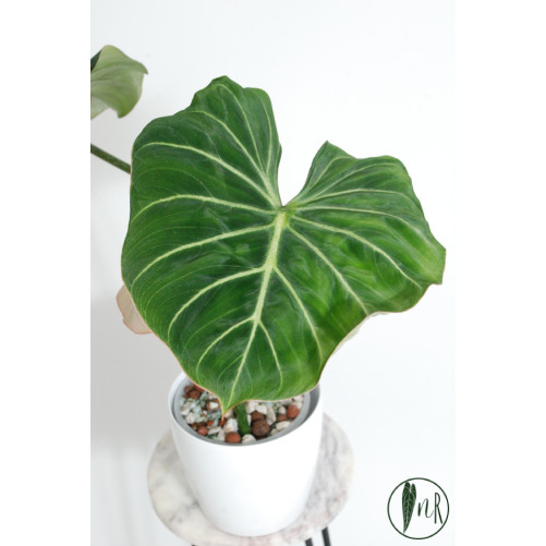 Philodendron gloriosum