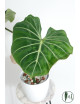 Philodendron gloriosum