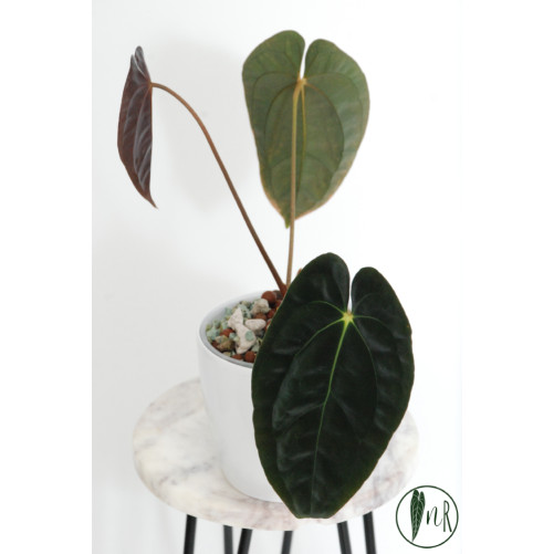 Anthurium papillilaminum