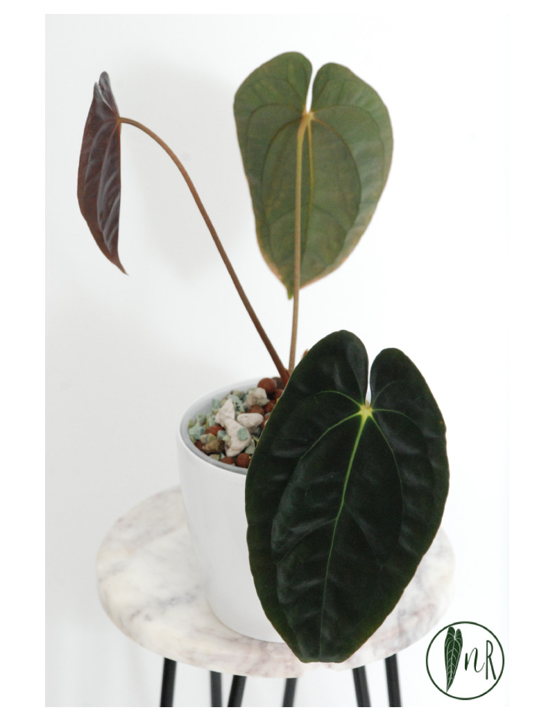 Anthurium papillilaminum