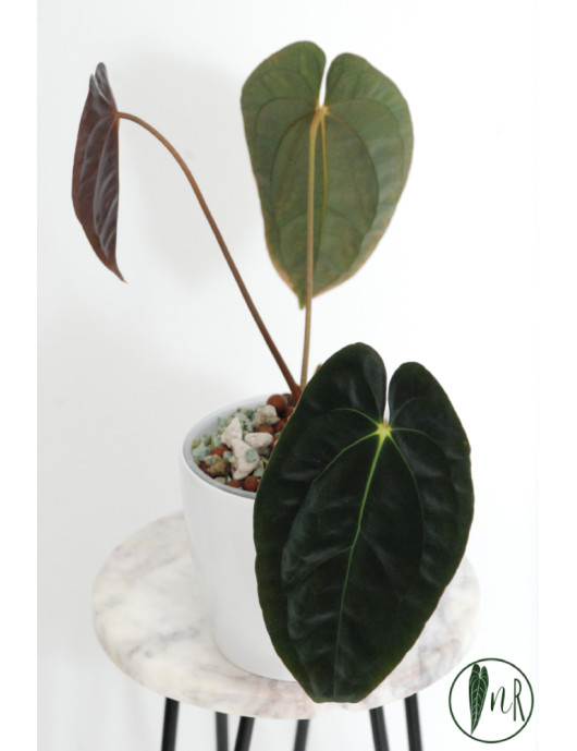 Anthurium papillilaminum
