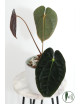 Anthurium papillilaminum