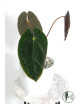 Anthurium papillilaminum
