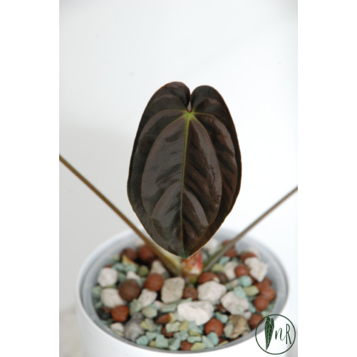 Anthurium papillilaminum