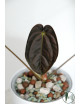 Anthurium papillilaminum