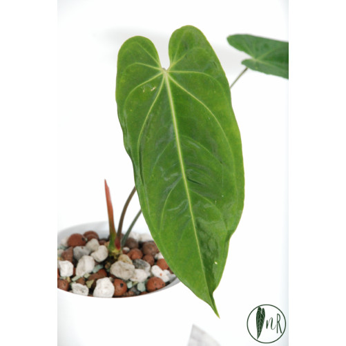 Anthurium metallicum