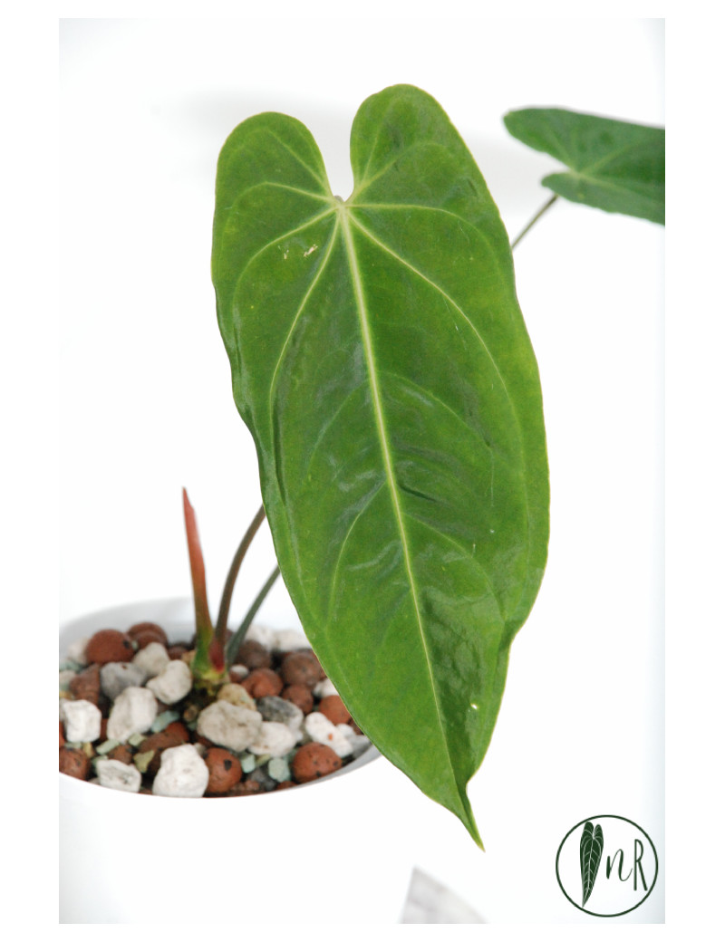 Anthurium metallicum