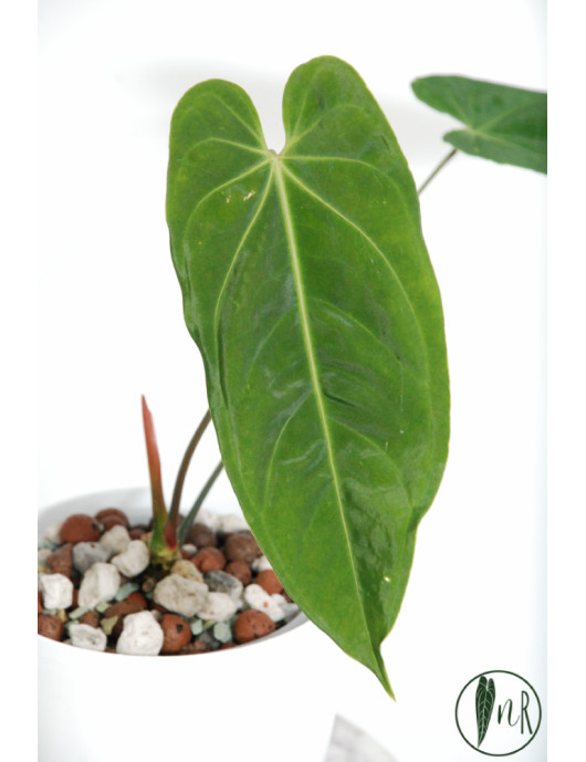 Anthurium metallicum