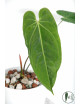 Anthurium metallicum