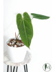 Anthurium metallicum