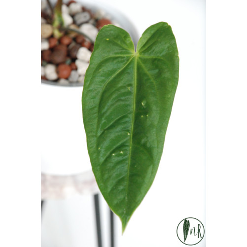 Anthurium metallicum