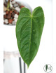 Anthurium metallicum