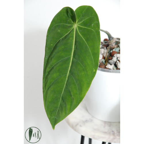 Anthurium cirinoi velvet