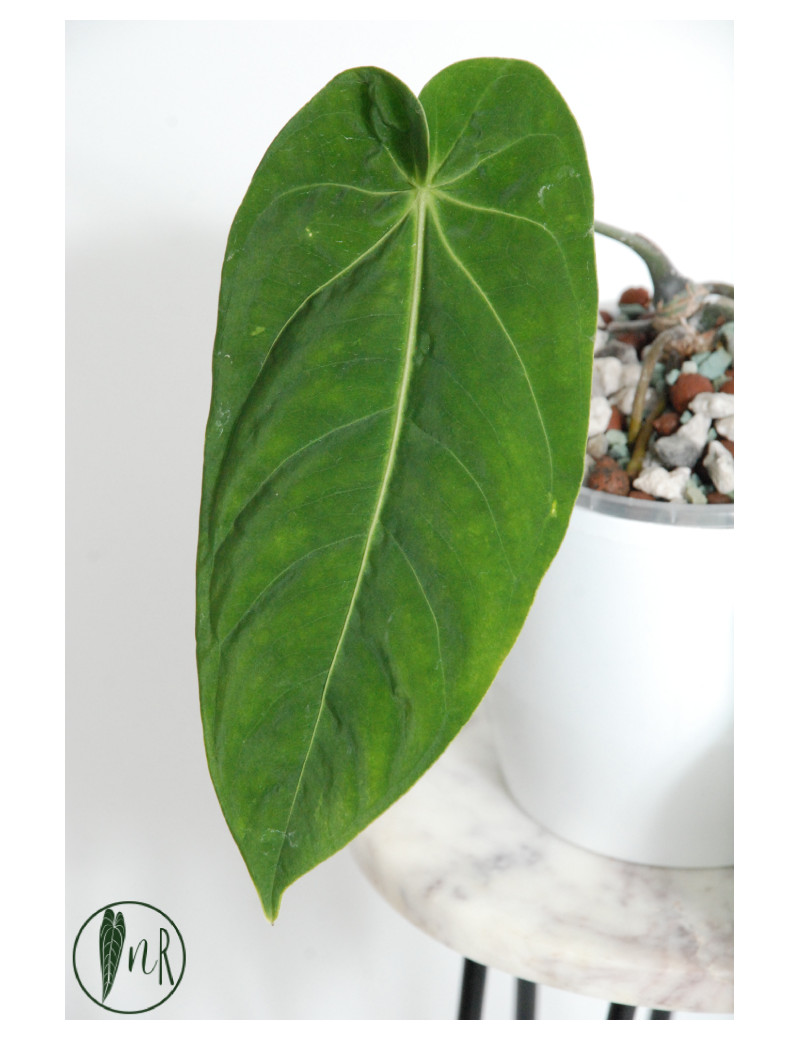 Anthurium cirinoi velvet