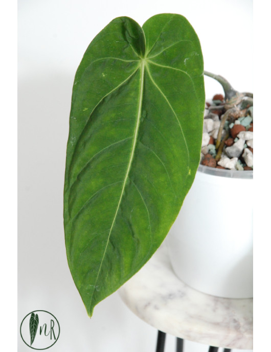Anthurium cirinoi velvet