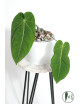 Anthurium cirinoi velvet