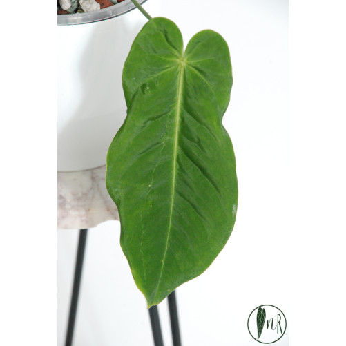 Anthurium cirinoi velvet