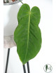 Anthurium cirinoi velvet