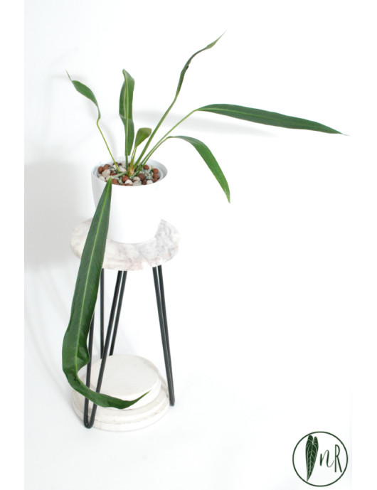Anthurium pallidiflorum Guazhalan