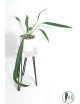 Anthurium pallidiflorum Guazhalan