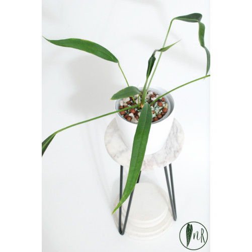 Anthurium pallidiflorum Guazhalan