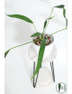 Anthurium pallidiflorum Guazhalan