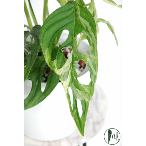 Monstera indonesian marble