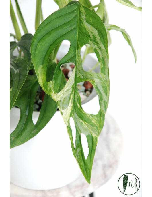 Monstera indonesian marble
