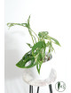 Monstera indonesian marble